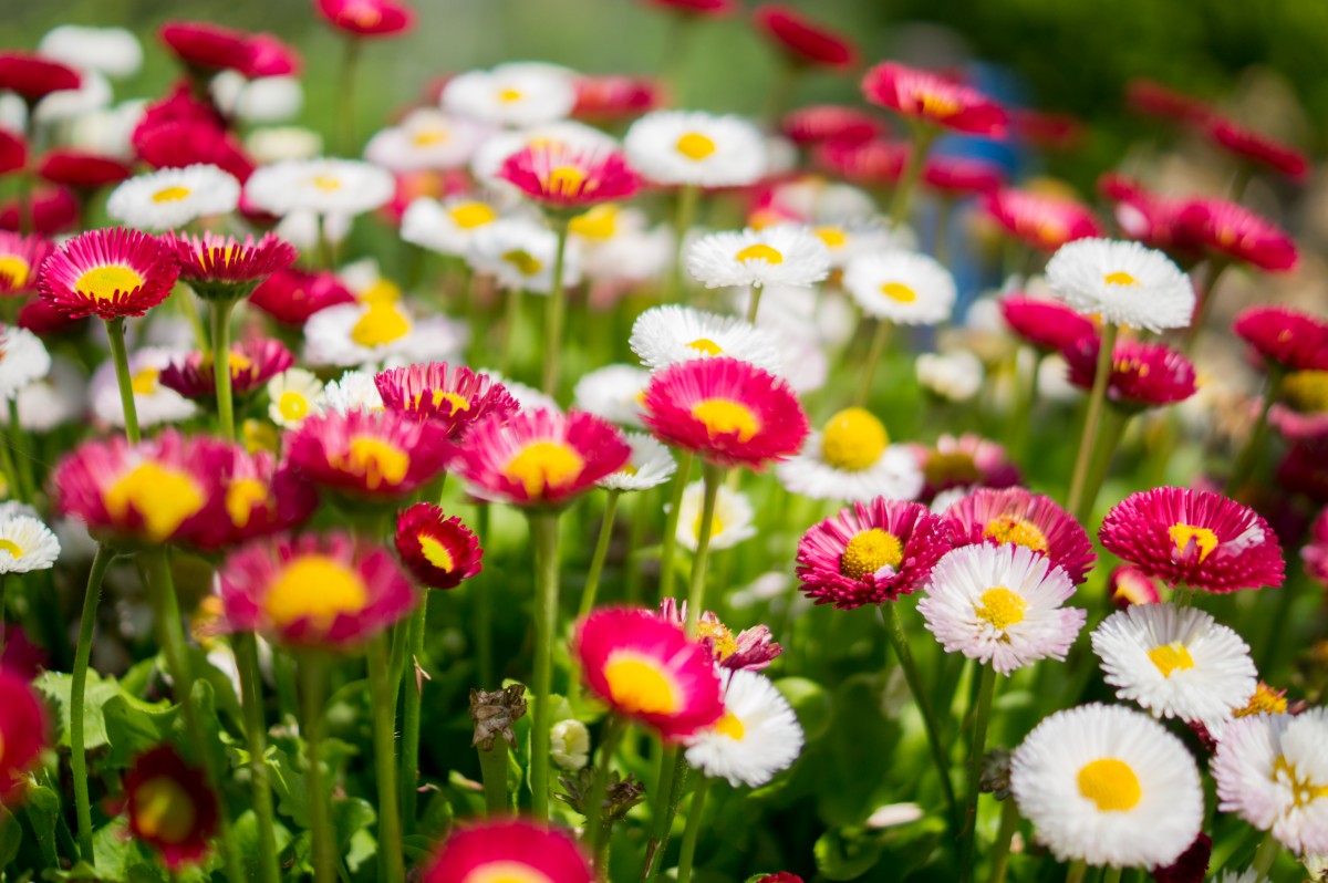 Free Images nature grass field lawn meadow flower petal floral Free Images nature grass field lawn meadow flower petal floral